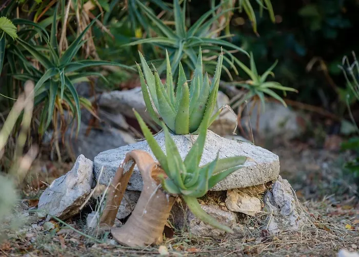 Marisol Barbat * Barbat na Rabu